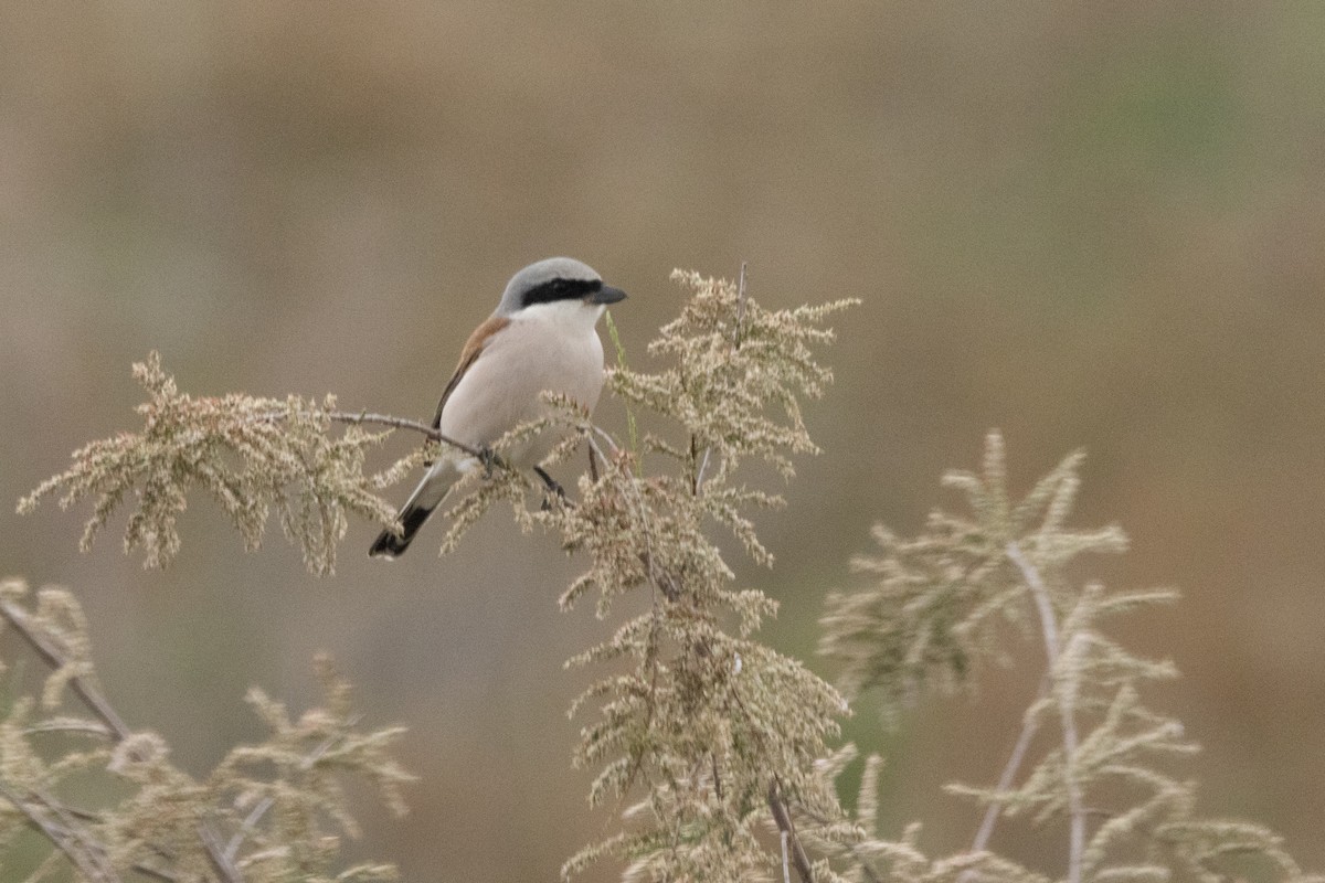 Red-backed Shrike - Mahshid Hosseini