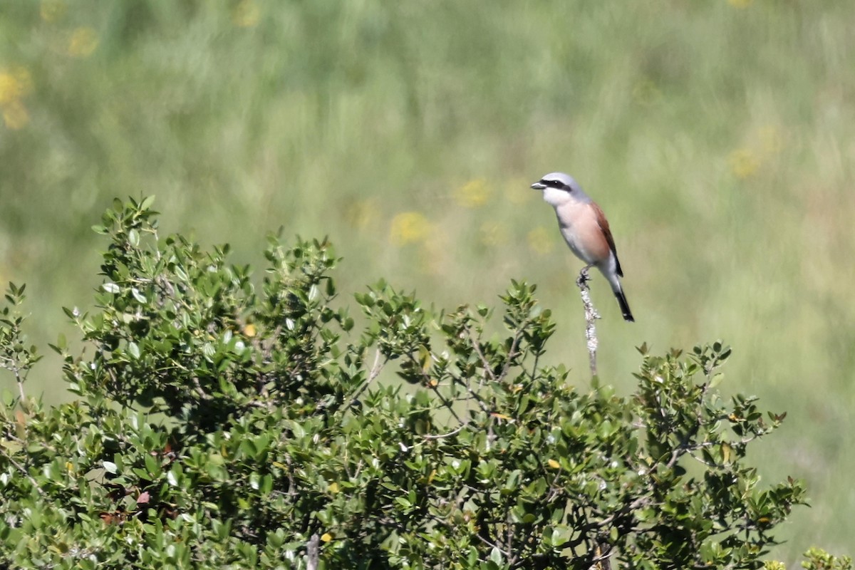 Red-backed Shrike - Anonymous