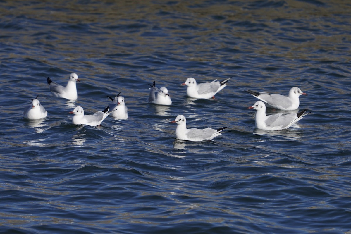 Black-headed Gull - ML618774812