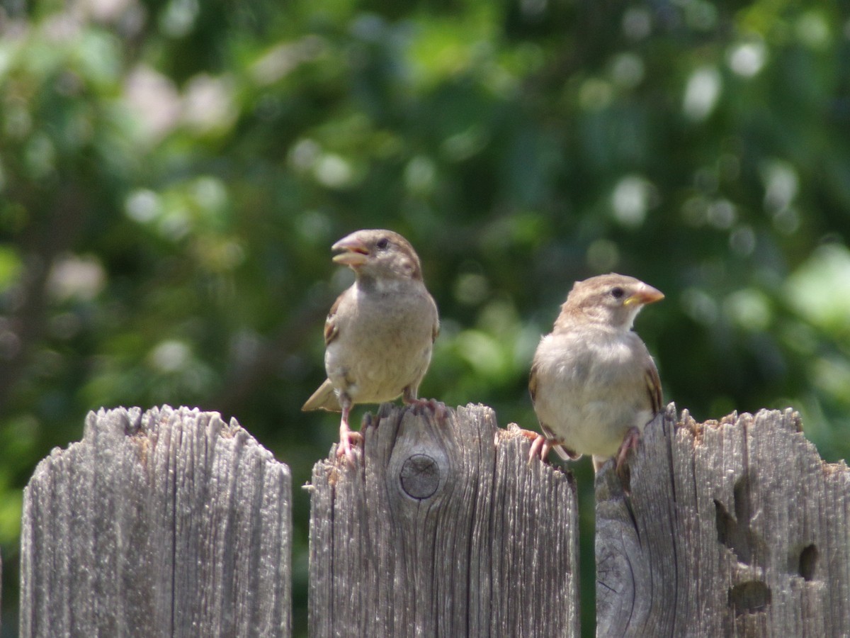 House Sparrow - Texas Bird Family