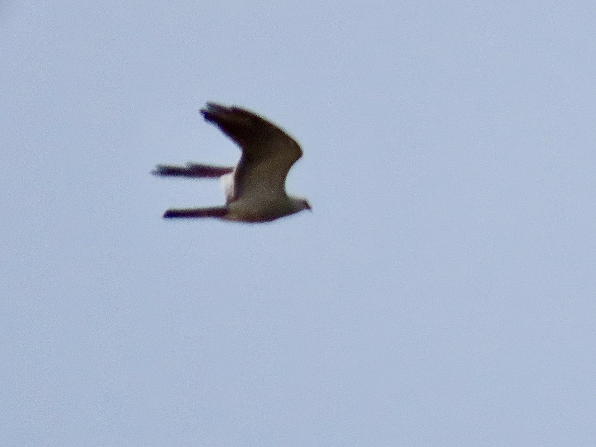 Mississippi Kite - Craig Watson