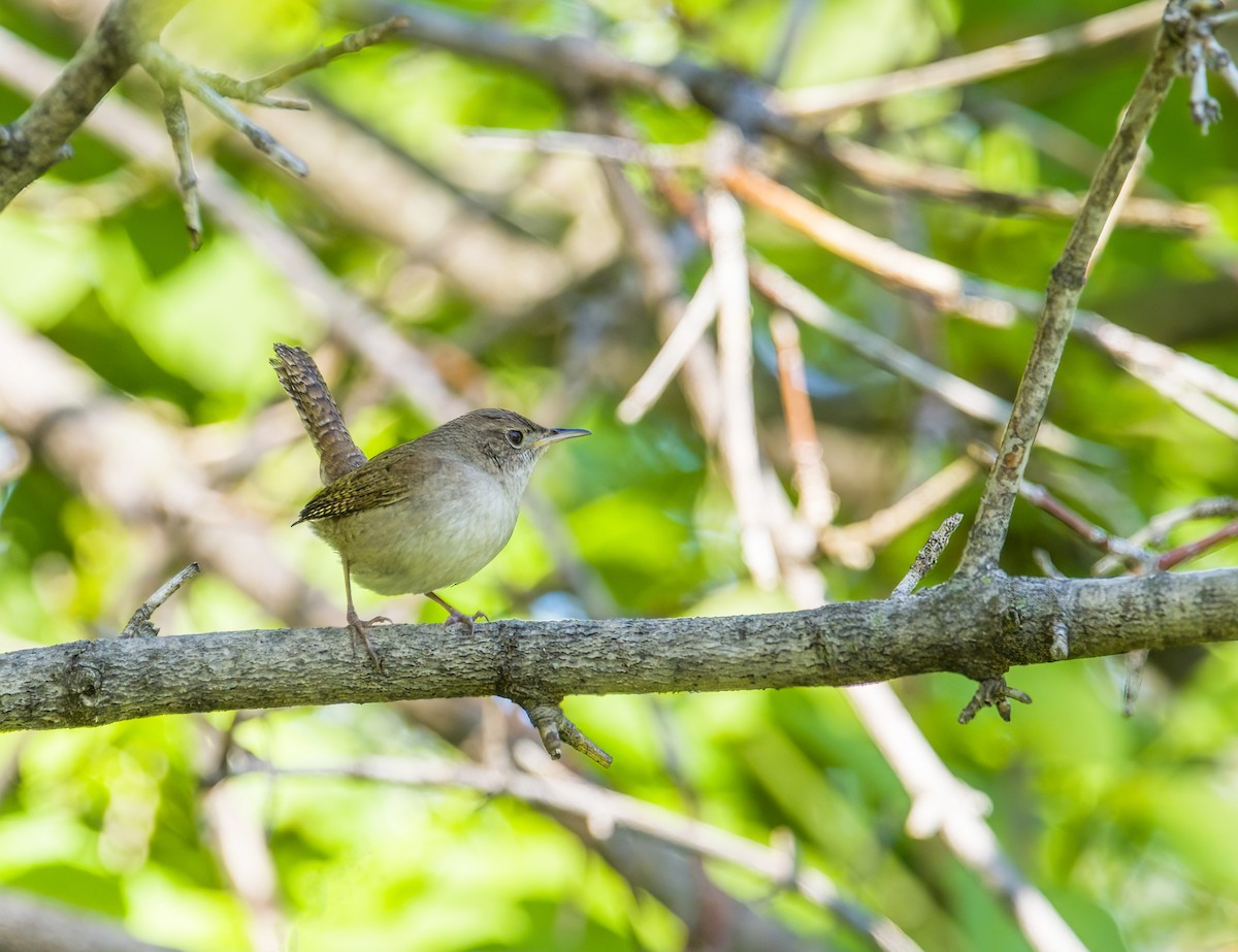 House Wren - Tom Gilde