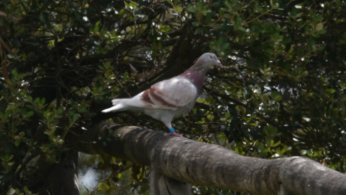 Rock Pigeon (Feral Pigeon) - Carl Winstead