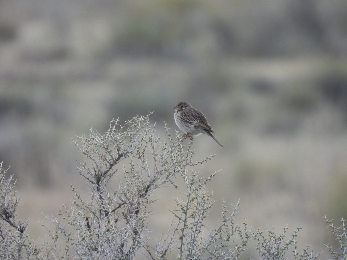 Vesper Sparrow - ML618774853