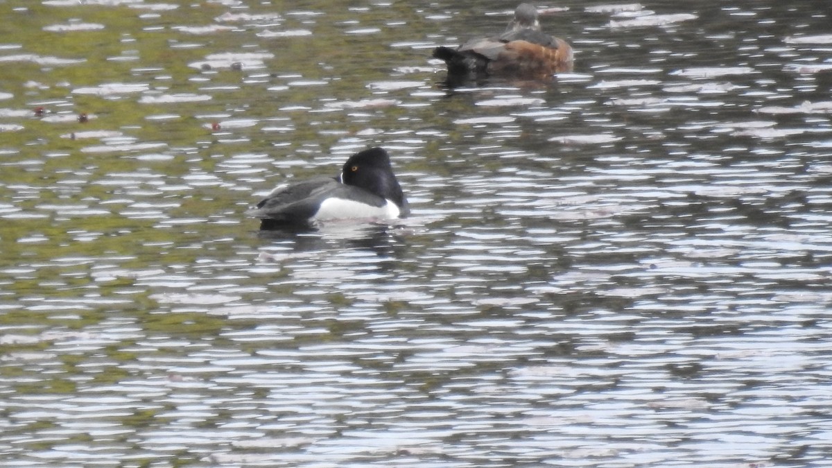 Ring-necked Duck - Anca Vlasopolos