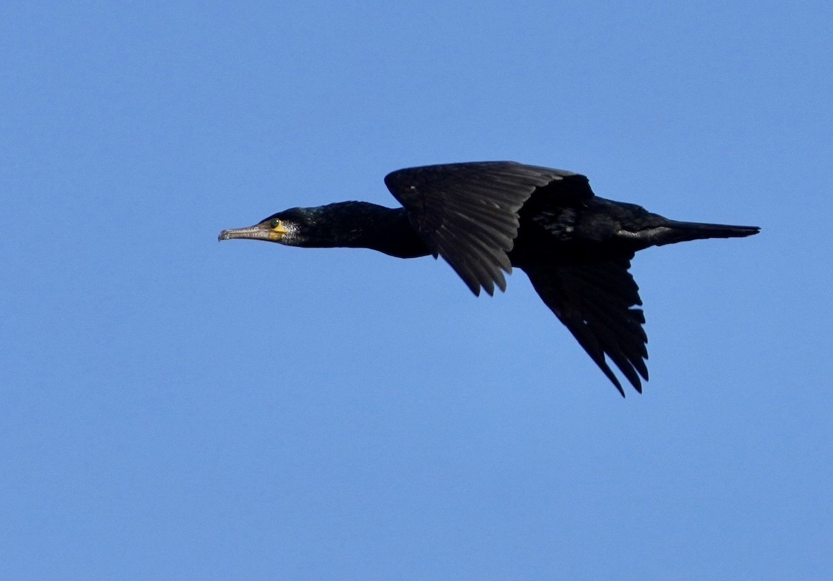 Japanese Cormorant - Cliff Halverson