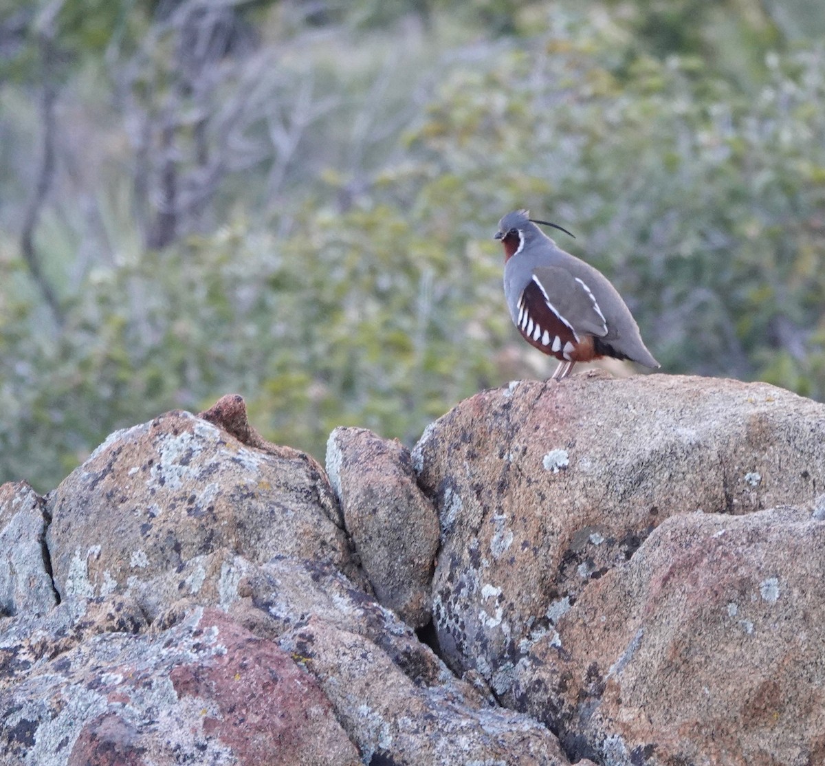 Mountain Quail - Timothy Spahr