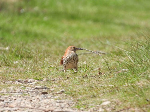 Brown Thrasher - Julie Perrin