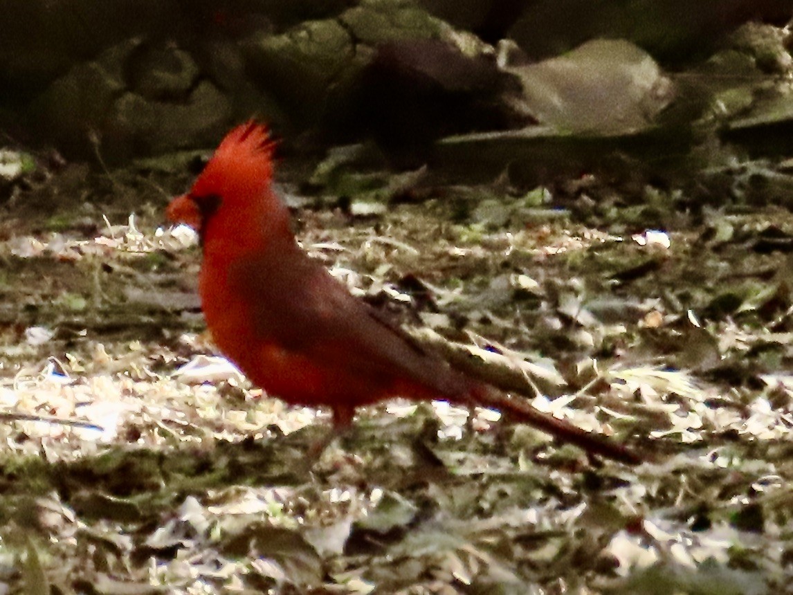 Northern Cardinal - Babs Buck