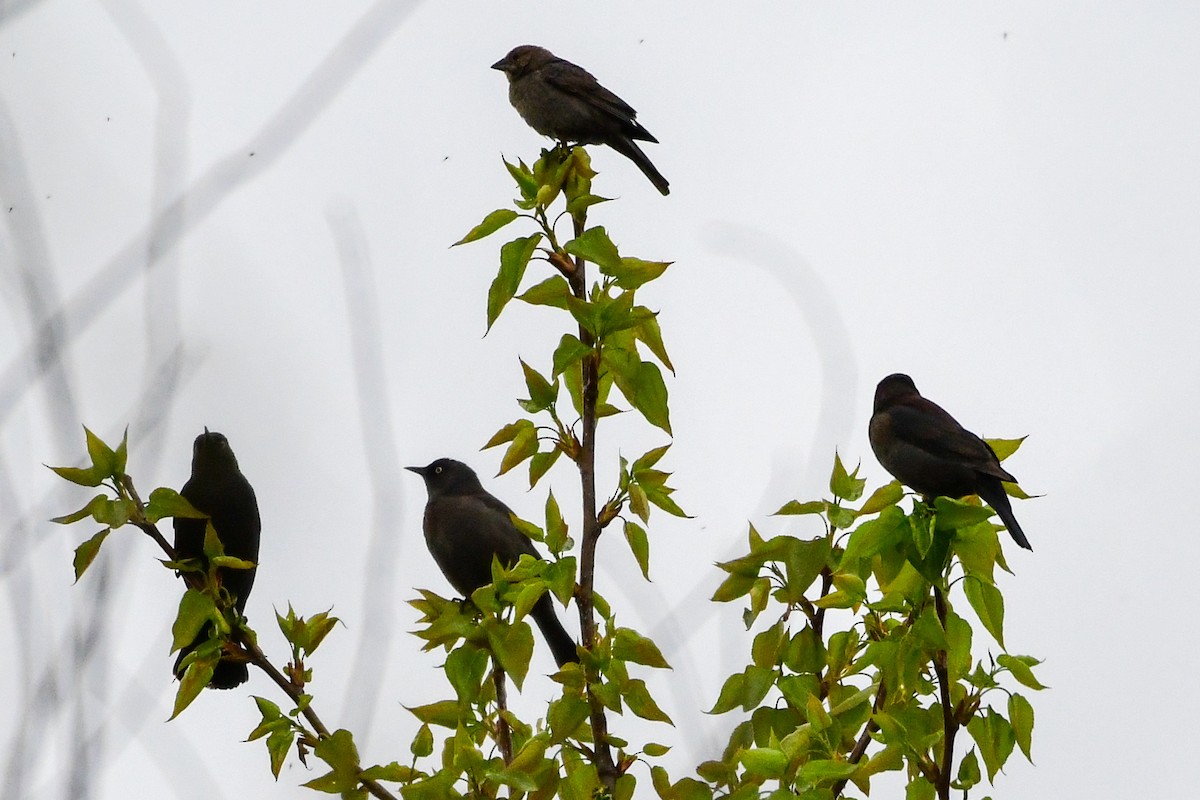 Rusty Blackbird - Cheryl Prouse