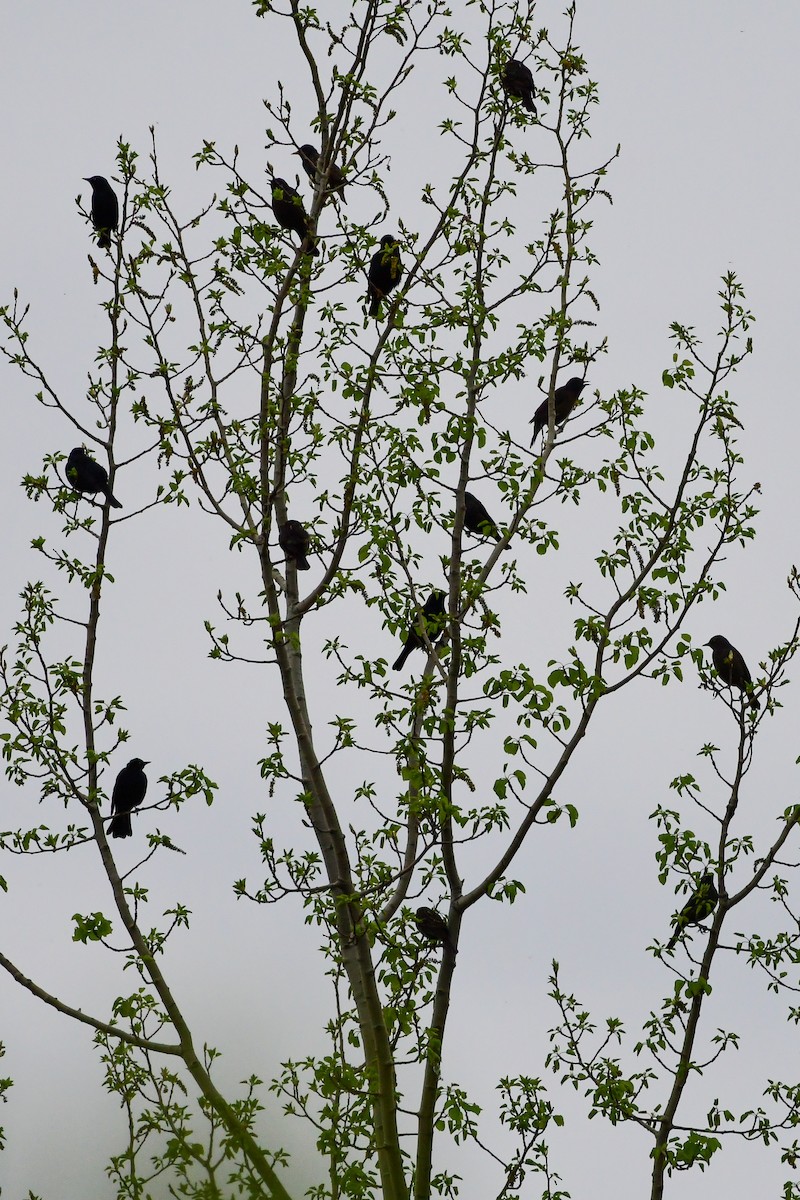 Rusty Blackbird - Cheryl Prouse