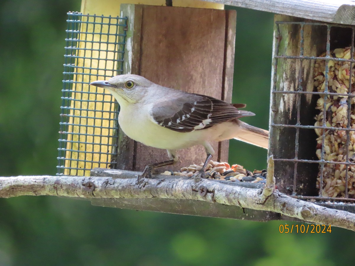 Northern Mockingbird - Susan Leake