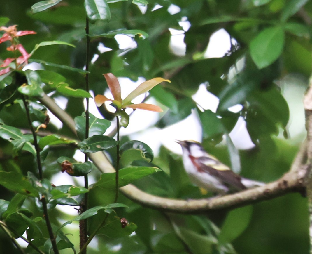 Chestnut-sided Warbler - Lawrence Gardella