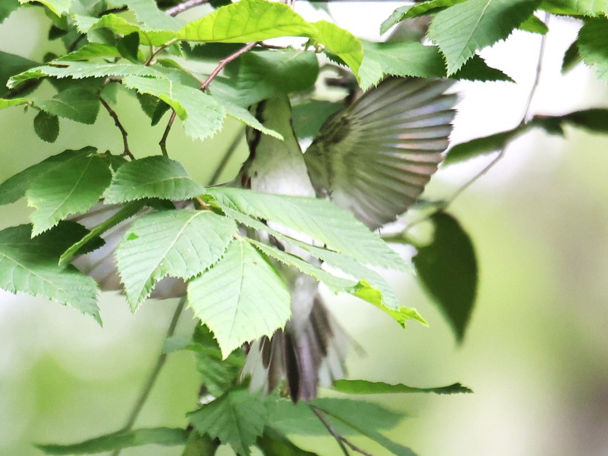 Chestnut-sided Warbler - Lawrence Gardella