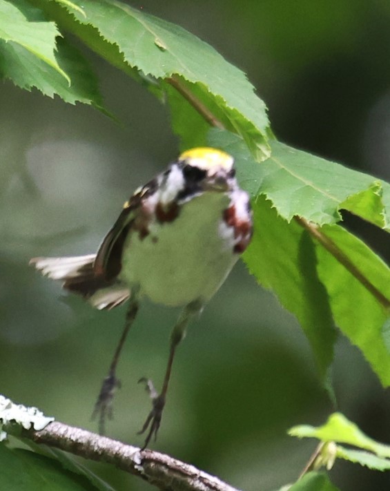 Chestnut-sided Warbler - Lawrence Gardella