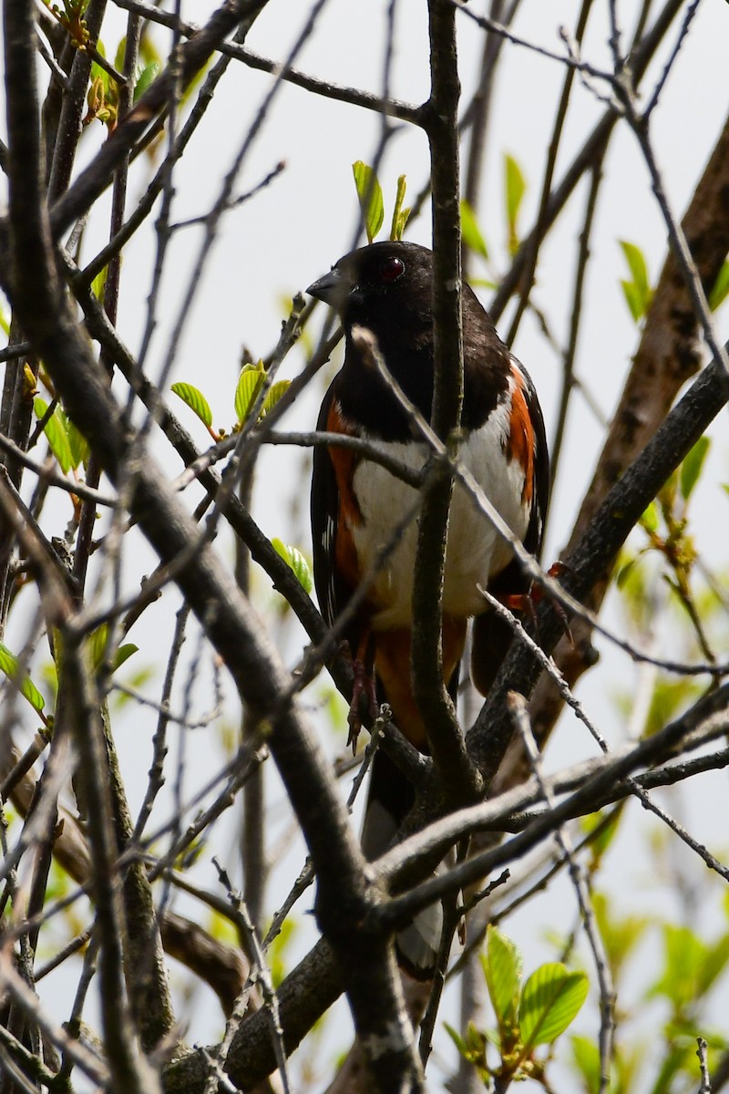 Eastern Towhee - Cheryl Prouse