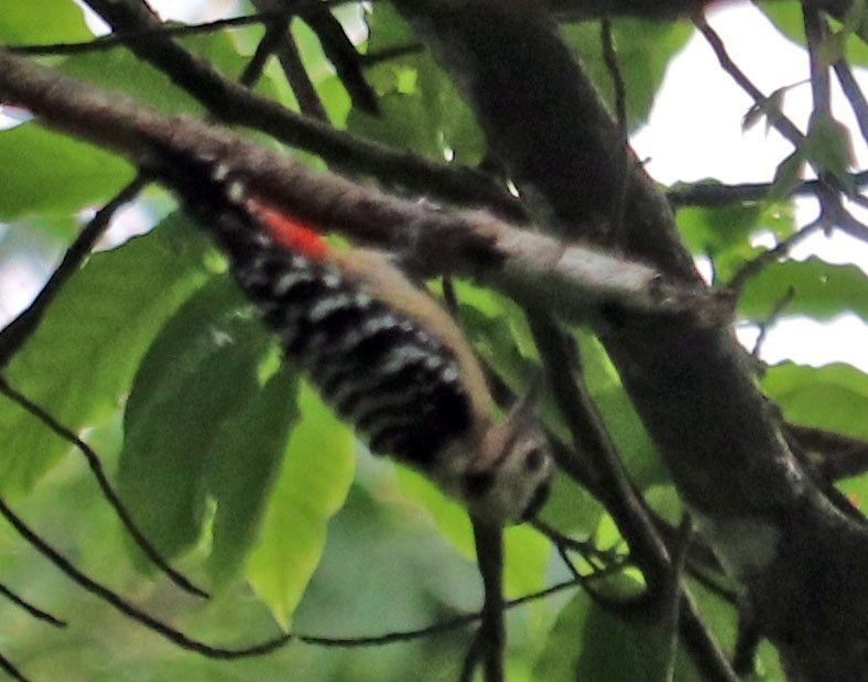 Fulvous-breasted Woodpecker - Raju Pasalkar