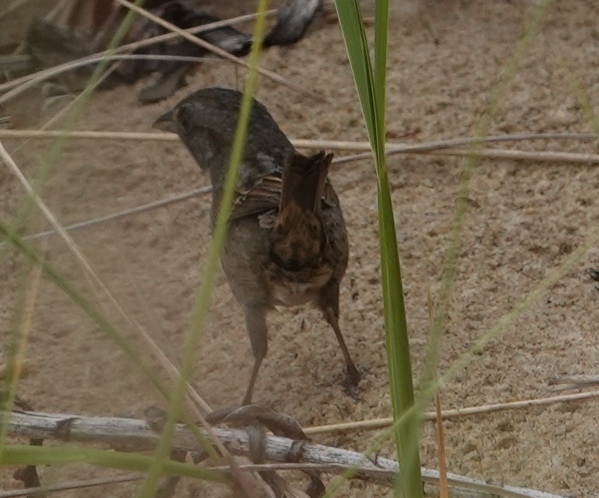 Seaside Sparrow - ML618774987