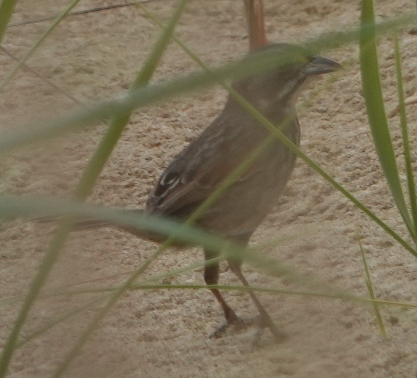 Seaside Sparrow - ML618774988