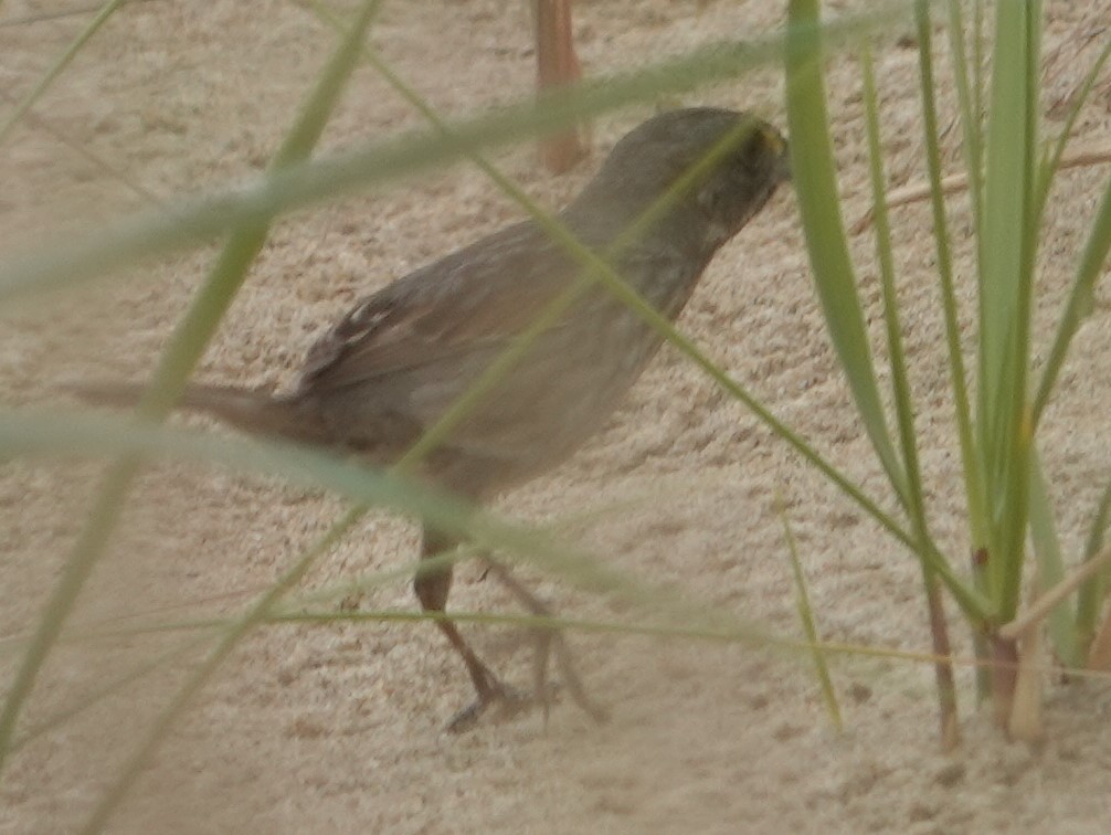 Seaside Sparrow - Jeff Manker