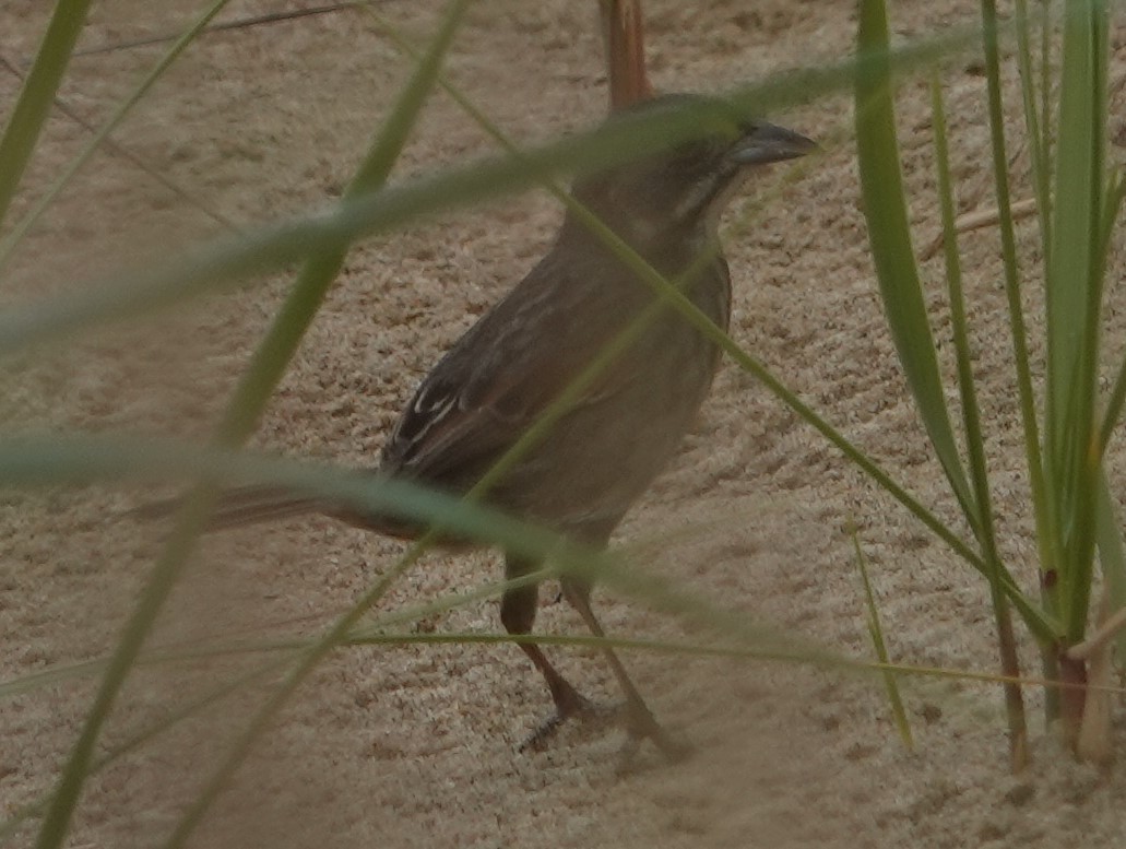 Seaside Sparrow - Jeff Manker