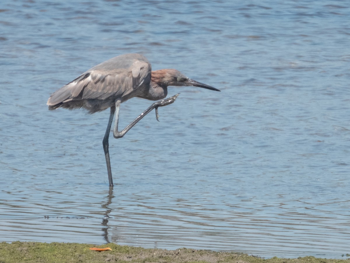 Reddish Egret - Ann Larson