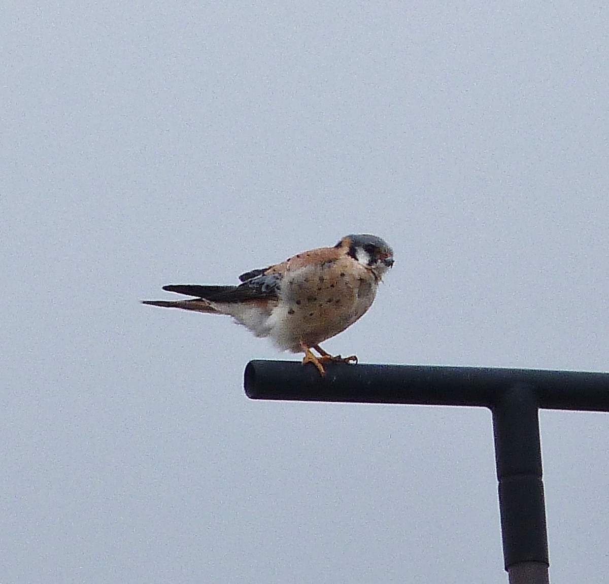 American Kestrel - ML618775001