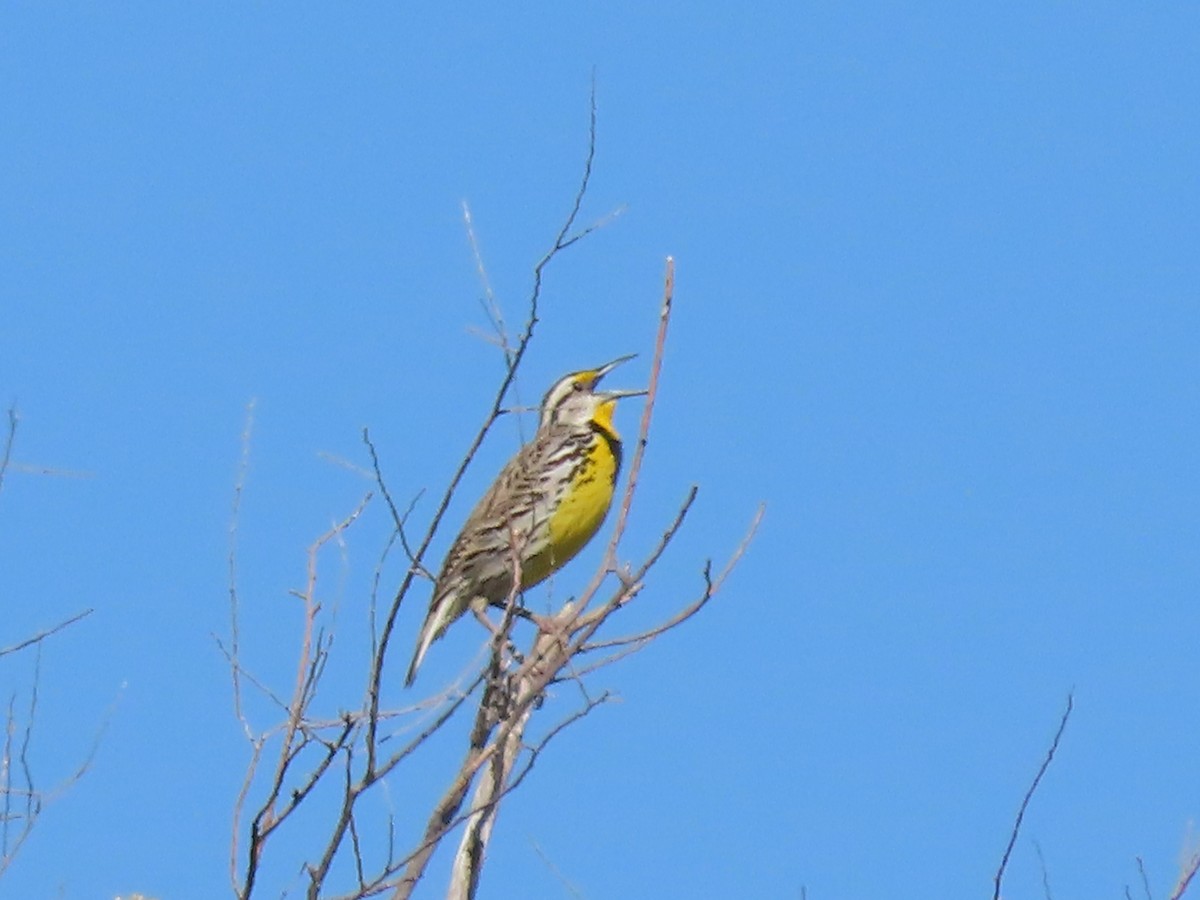 Eastern Meadowlark - Dick Zerger