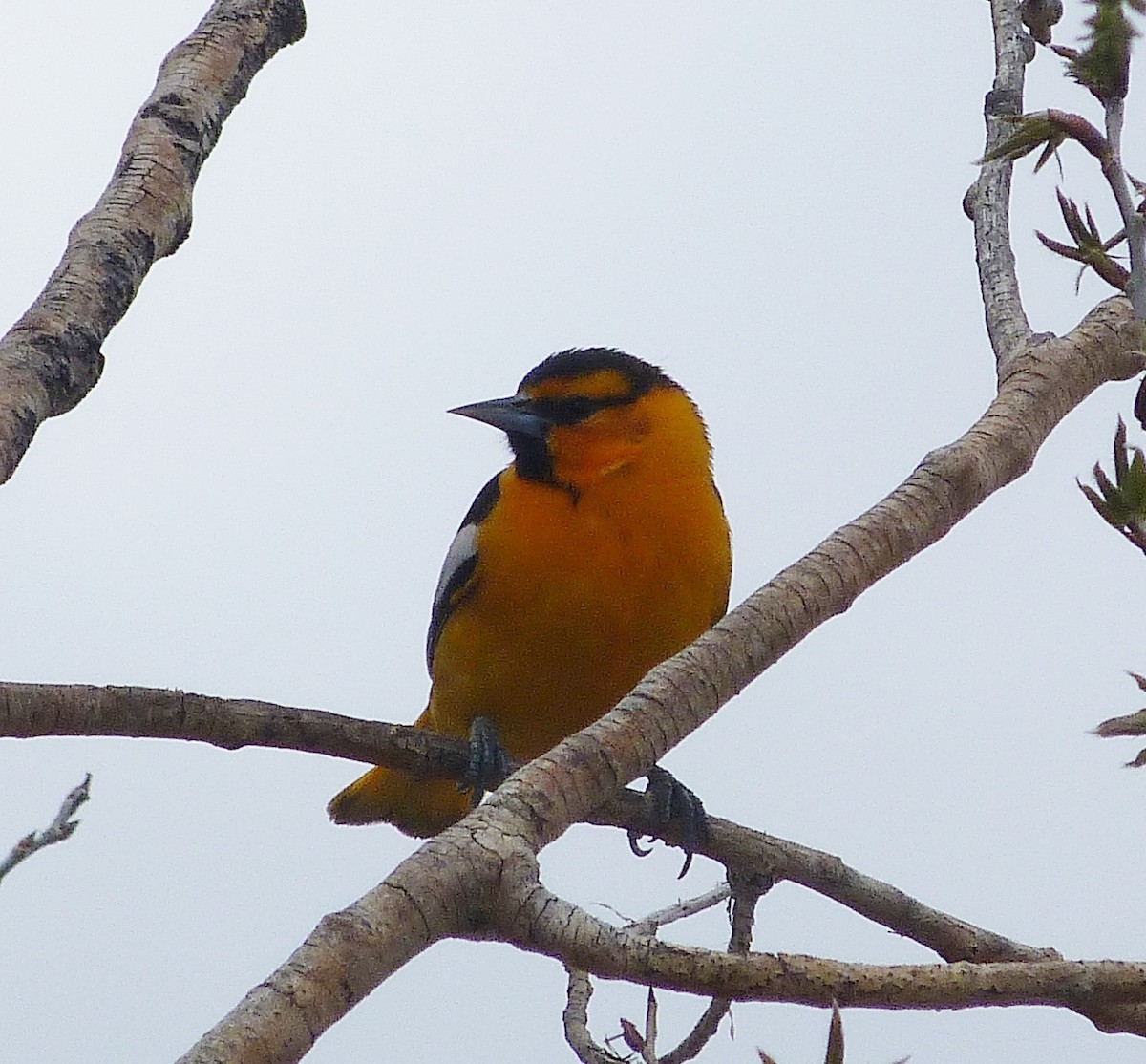 Bullock's Oriole - Kenneth Stinchcomb