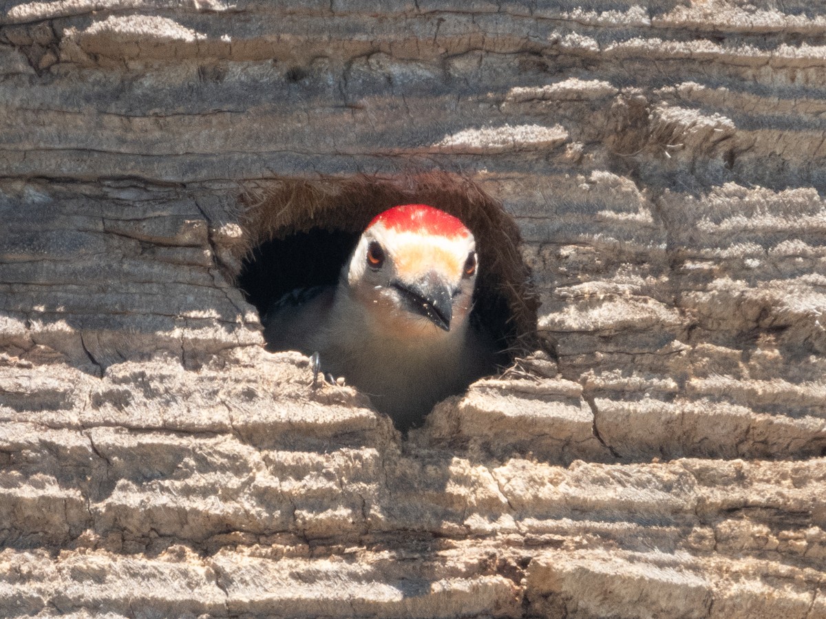 Red-bellied Woodpecker - Ann Larson