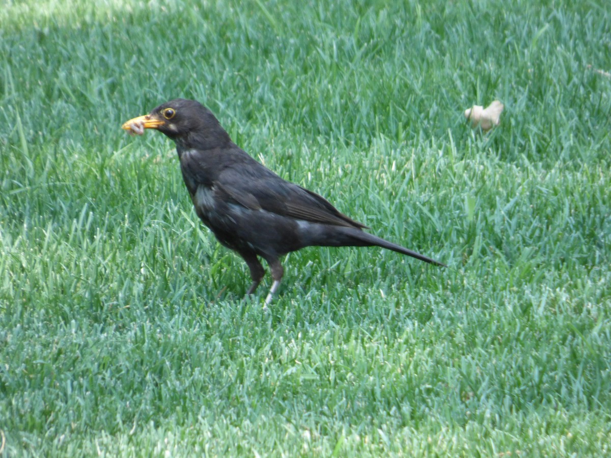 Eurasian Blackbird - Karina Ramkalawan