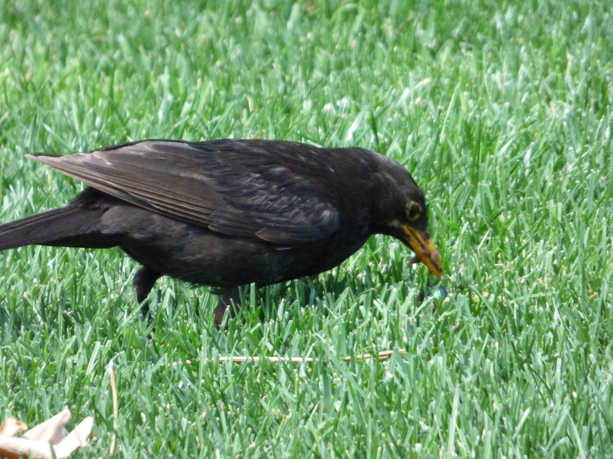 Eurasian Blackbird - Karina Ramkalawan