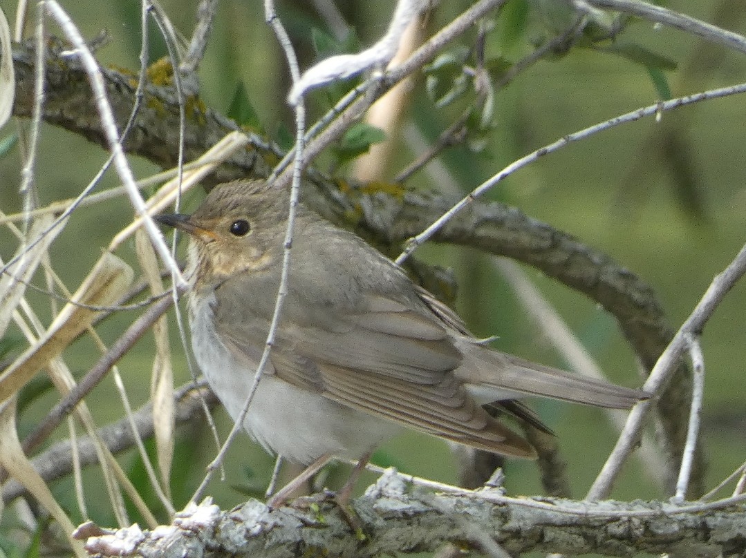 Swainson's Thrush (Olive-backed) - KC Childs