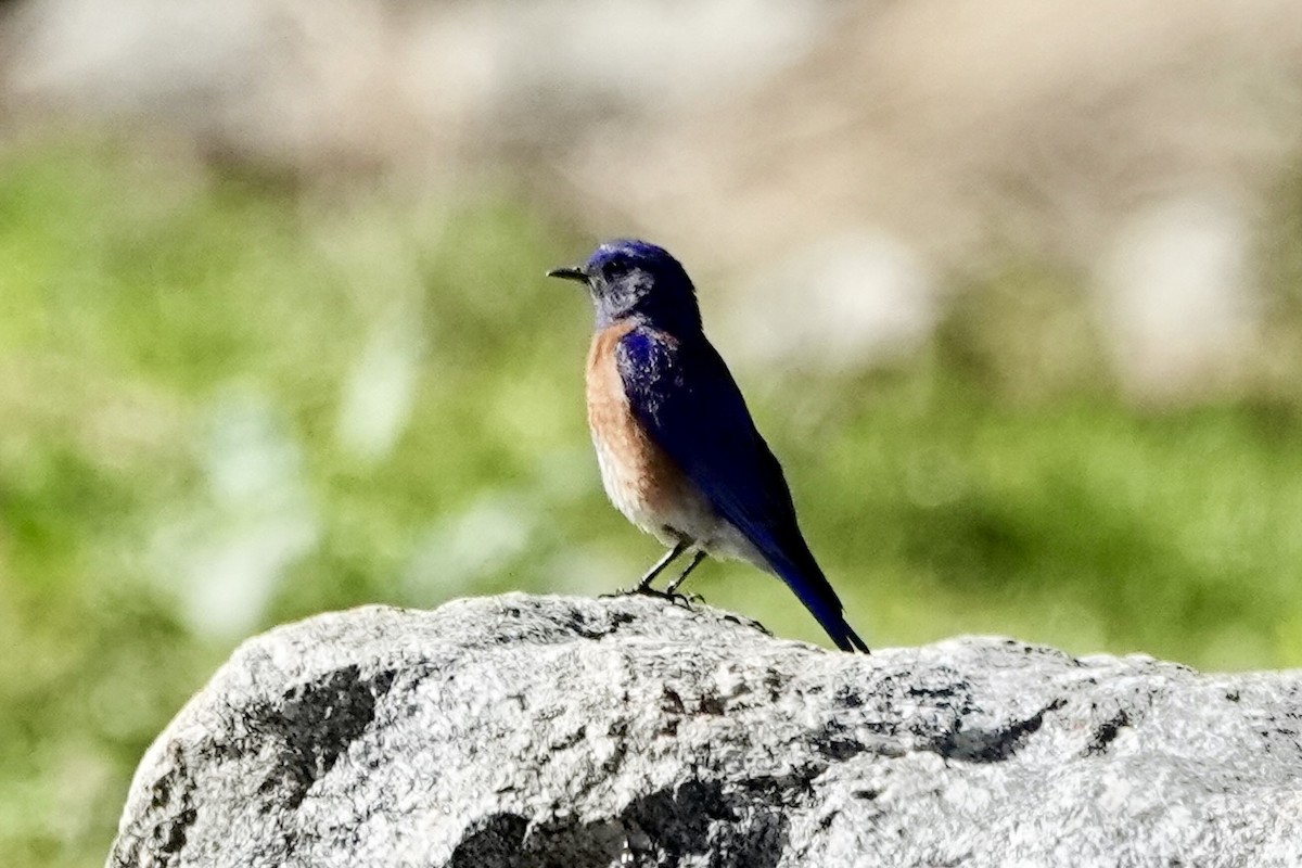 Western Bluebird - ML618775052