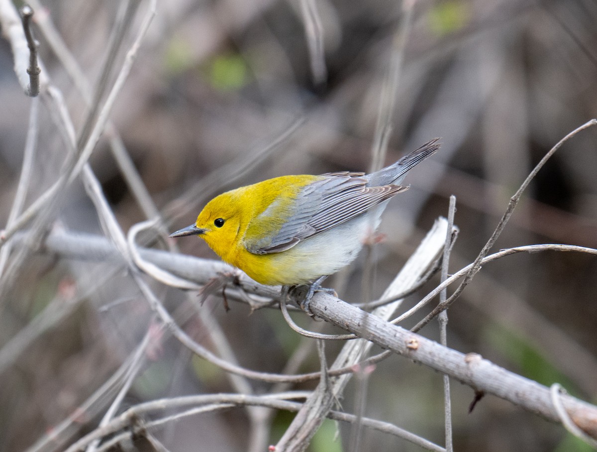 Prothonotary Warbler - ML618775063