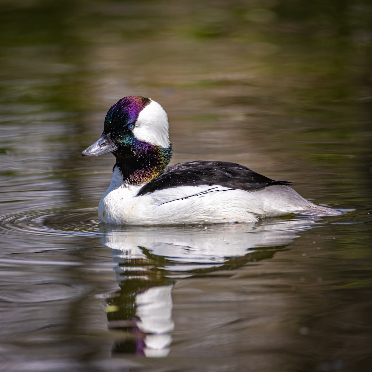 Bufflehead - ML618775087