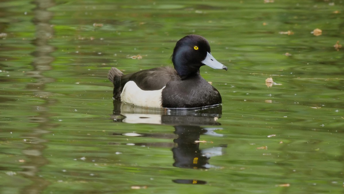 Tufted Duck - Georgi Peshev