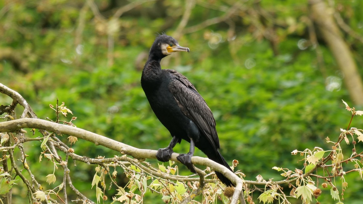 Great Cormorant - Georgi Peshev