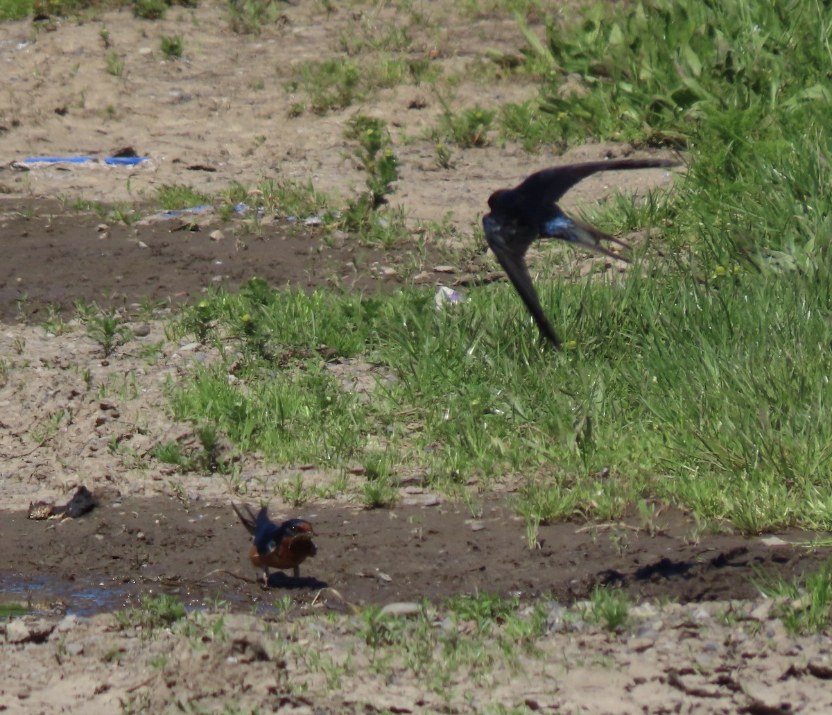 Barn Swallow - Linda Swanson