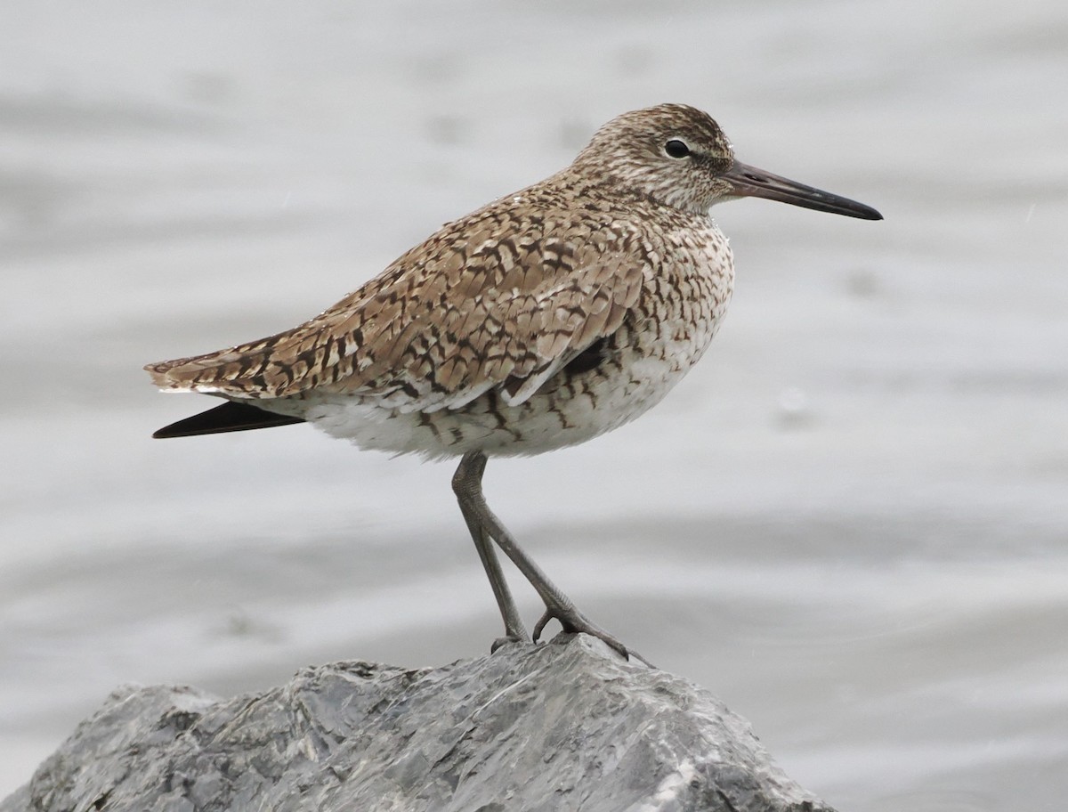 Willet - ML618775115