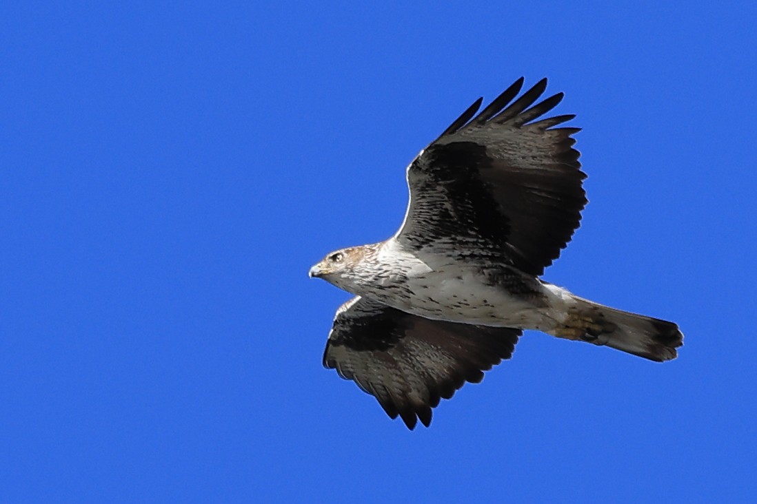 Bonelli's Eagle - Paul (Mac) Smith   🦅