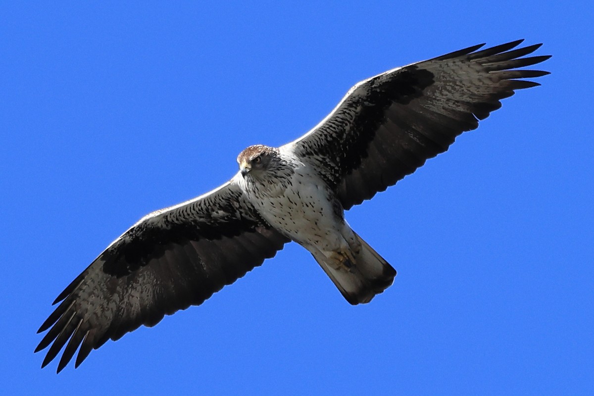 Bonelli's Eagle - Paul (Mac) Smith   🦅