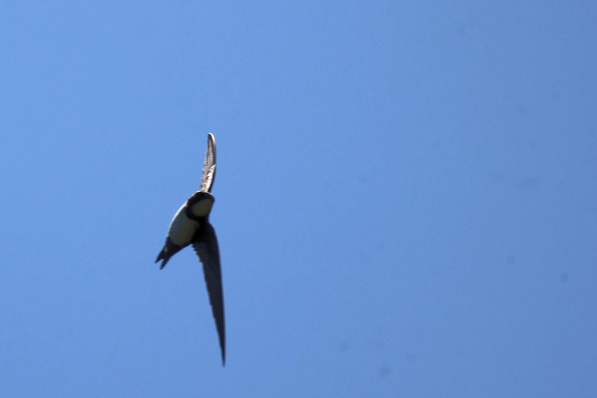 Alpine Swift - Anonymous