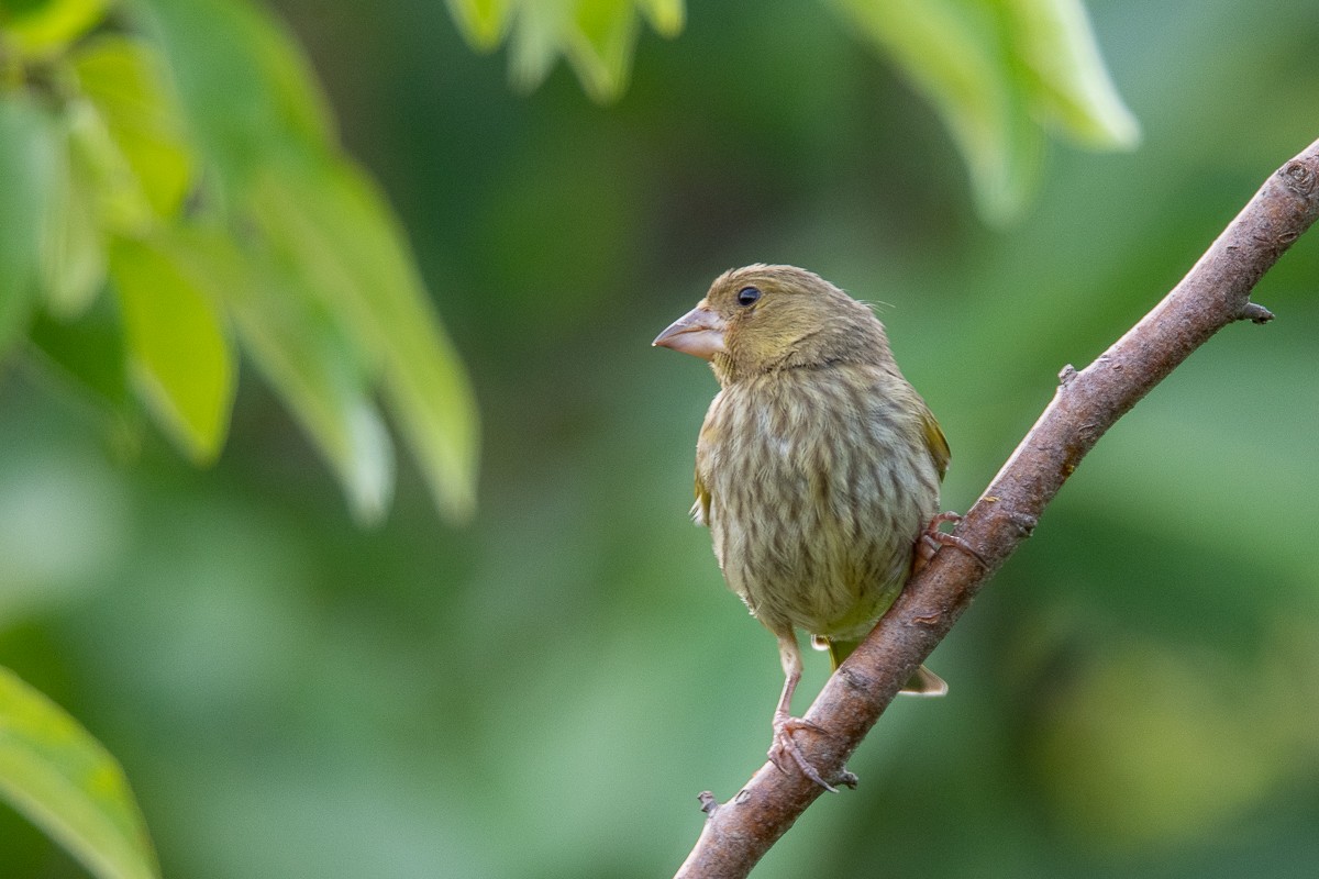 European Greenfinch - Guido Van den Troost