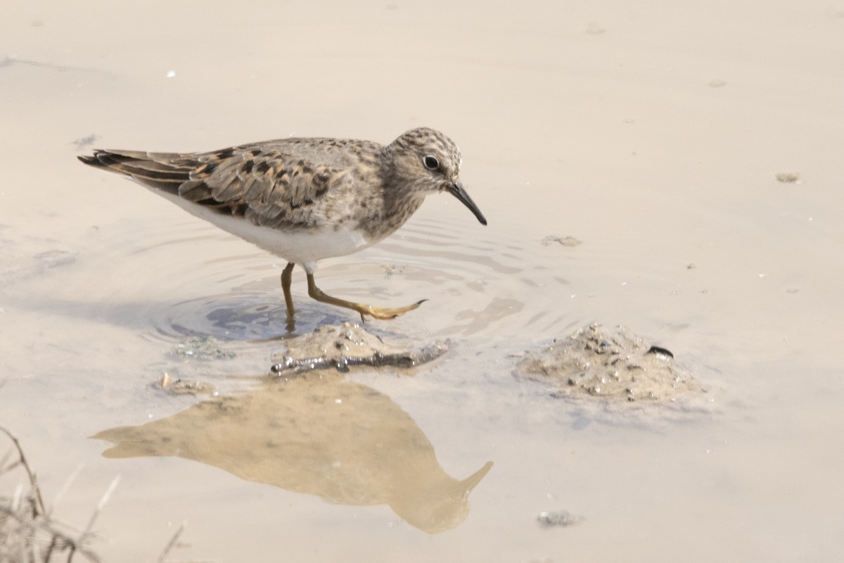 Temminck's Stint - Mahshid Hosseini