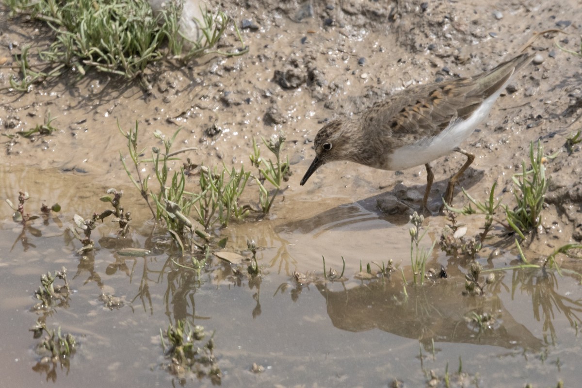 Temminck's Stint - Mahshid Hosseini