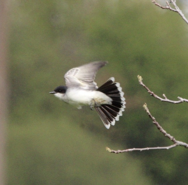 Eastern Kingbird - ML618775153