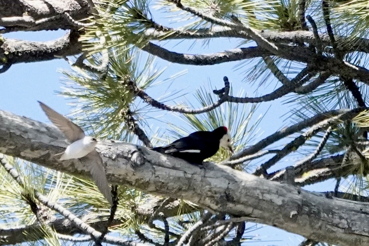 White-headed Woodpecker - Susan Goodrich
