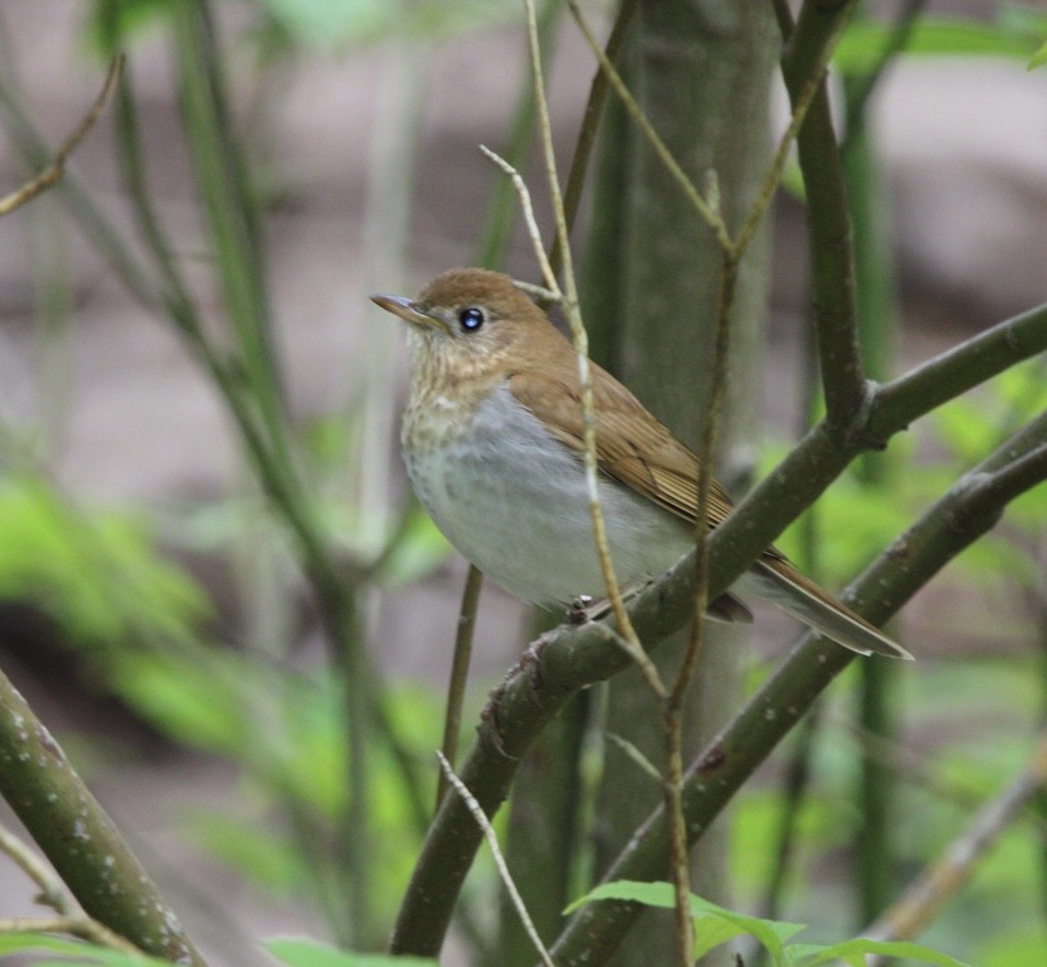 Veery - ML618775162