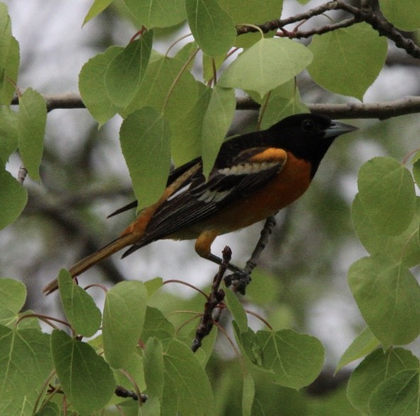 Oriole de Baltimore - ML618775166